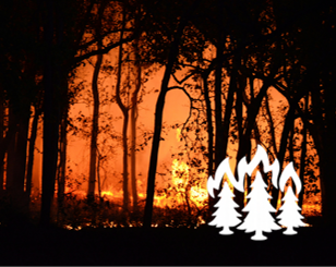 Fire Ecology